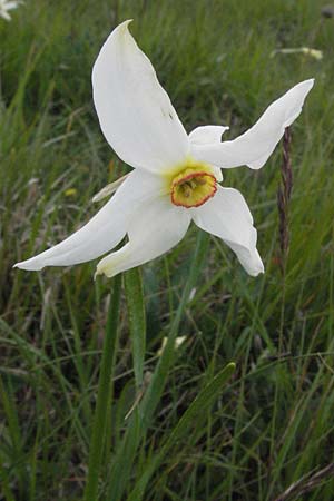 Narcissus poeticus \ Dichter-Narzisse, Weie Narzisse / Poet's Narcissus, I Norcia 7.6.2007