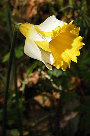 Narcissus pseudonarcissus \ Gelbe Narzisse, Osterglocke / Wild Daffodil, I Liguria, Monte Beigua 24.5.2013