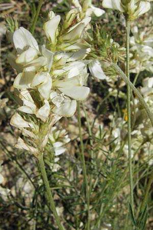 Onobrychis alba \ Weie Esparsette / White Sainfoin, I Norcia 7.6.2007