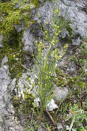 Osyris alba \ Weier Harnstrauch / Poet's Cassia, I Liguria, Castelvecchio di Rocca Barbena 19.5.2013