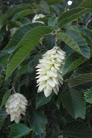 Ostrya carpinifolia \ Hopfen-Buche / Hop Hornbeam, I Orvieto 2.6.2007