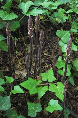 Orobanche hederae \ Efeu-Sommerwurz, I Liguria, Ceriale 20.5.2013