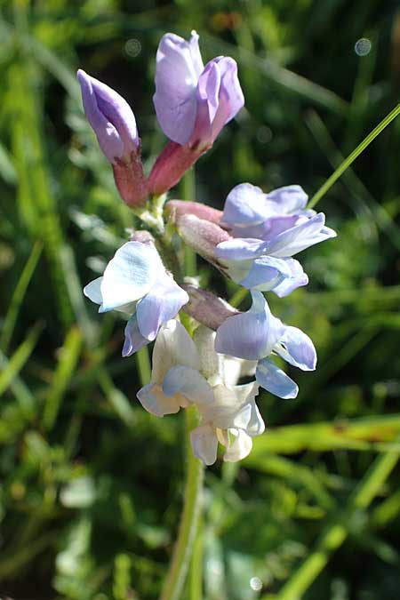 Oxytropis jacquinii \ Berg-Spitzkiel, Berg-Fahnenwicke / Jacquin's Milk-Vetch, I Südtirol,  Plätzwiese 5.7.2022