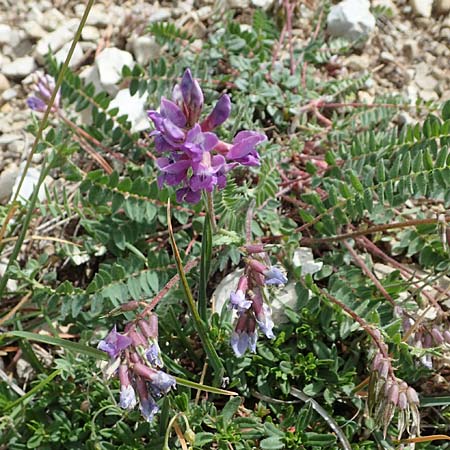 Oxytropis jacquinii \ Berg-Spitzkiel, Berg-Fahnenwicke, I Südtirol,  Plätzwiese 5.7.2022