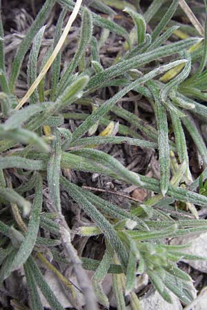 Onosma echioides \ Natternkopf-Lotwurz / Goldendrop, I Gole del Salinello bei/near Ripe 6.6.2007