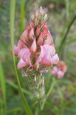 Onobrychis viciifolia \ Futter-Esparsette, Saat-Esparsette / Sainfoin, I Liguria, Dolcedo 30.5.2013