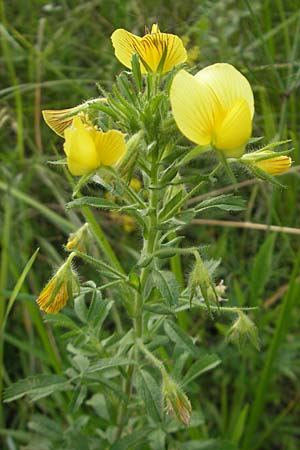 Ononis natrix / Yellow Restharrow, I Isola dei Morti 26.6.2010