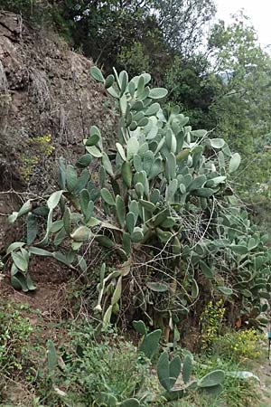 Opuntia ficus-indica \ Echter Feigenkaktus / Prickly Pear, I Liguria, Bonassola 4.10.2023