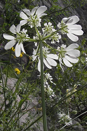 Orlaya grandiflora \ Grobltiger Breitsame / Large-Flowered Orlaya, I Liguria, Toirano 20.5.2013