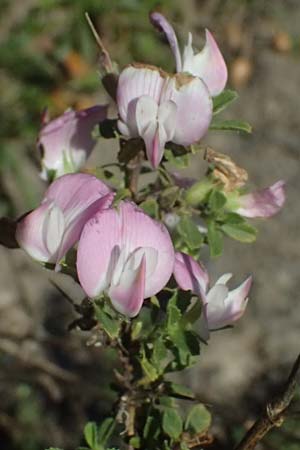 Ononis spinosa subsp. antiquorum \ Vieldornige Hauhechel / Thorny Restharrow, Prickly Restharrow, I Liguria, Passo di Cento Croci 27.9.2023