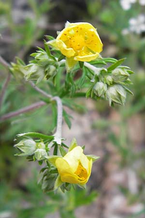 Potentilla argentea agg. \ Silber-Fingerkraut / Hoary Cinquefoil, I Liguria, Castelvecchio di Rocca Barbena 19.5.2013