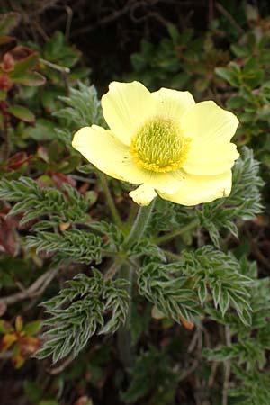 Pulsatilla alpina subsp. apiifolia \ Gelbe Kuhschelle, Schwefel-Anemone / Yellow Alpine Pasque-Flower, I Alpi Bergamasche, Pizzo Arera 9.6.2017