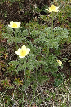 Pulsatilla alpina subsp. apiifolia \ Gelbe Kuhschelle, Schwefel-Anemone / Yellow Alpine Pasque-Flower, I Alpi Bergamasche, Pizzo Arera 9.6.2017