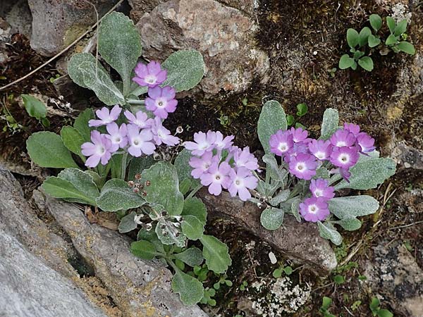 Primula albenensis \ Monte-Alben-Primel, I Alpi Bergamasche, Monte Alben 11.6.2017