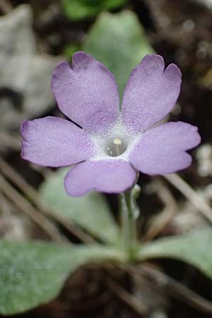 Primula albenensis \ Monte-Alben-Primel, I Alpi Bergamasche, Monte Alben 11.6.2017