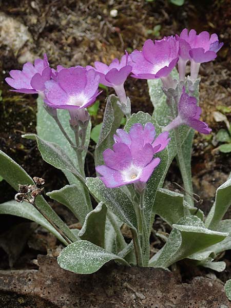 Primula albenensis \ Monte-Alben-Primel, I Alpi Bergamasche, Monte Alben 11.6.2017