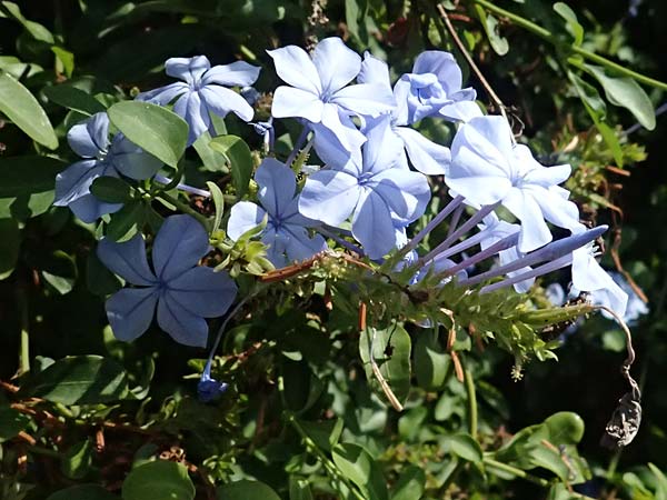 Plumbago auriculata / Cape Leadwort, I Liguria, Moneglia 30.9.2023