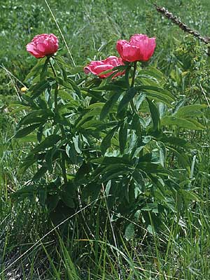 Paeonia officinalis \ Echte Pfingstrose / Common Peony, I Malga del Finonchio 7.6.1989