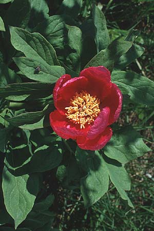 Paeonia officinalis \ Echte Pfingstrose / Common Peony, I Malga del Finonchio 7.6.1989