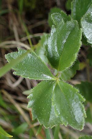 Paederota bonarota \ Blaues Mnderle, Dolomiten-Ehrenpreis, I Südtirol,  Plätzwiese 5.7.2022