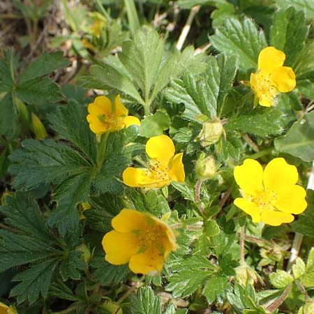 Potentilla crantzii \ Zottiges Fingerkraut, I Alpi Bergamasche, Pizzo Arera 9.6.2017