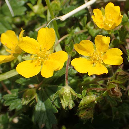 Potentilla crantzii \ Zottiges Fingerkraut / Alpine Cinquefoil, I Alpi Bergamasche, Pizzo Arera 9.6.2017