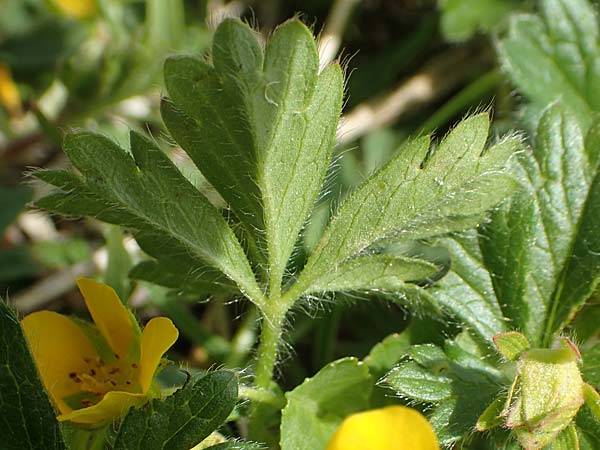 Potentilla crantzii \ Zottiges Fingerkraut / Alpine Cinquefoil, I Alpi Bergamasche, Pizzo Arera 9.6.2017