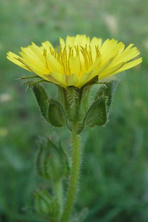 Picris echioides \ Wurm-Lattich, Natternkopf-Bitterkraut, I Passignano 3.6.2007