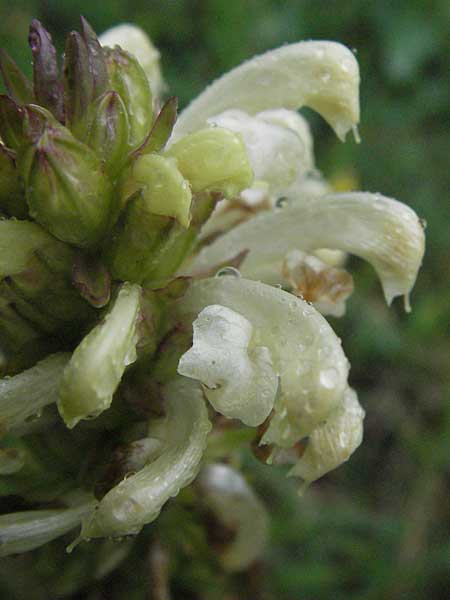 Pedicularis comosa \ Schopfiges Lusekraut / Common Crested Lousewort, I Campo Imperatore 5.6.2007