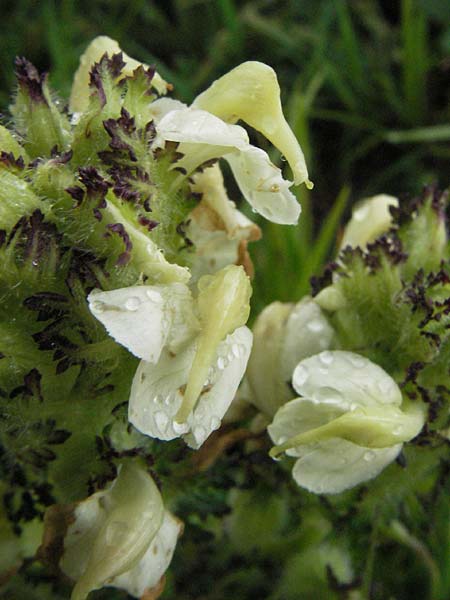 Pedicularis ascendens / Ascending Lousewort, I Monti Sibillini, Castelluccio 7.6.2007