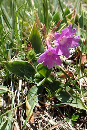 Primula glaucescens \ Meergrne Primel / Glaucescent-Leaved Primrose, I Alpi Bergamasche, Pizzo Arera 7.6.2017