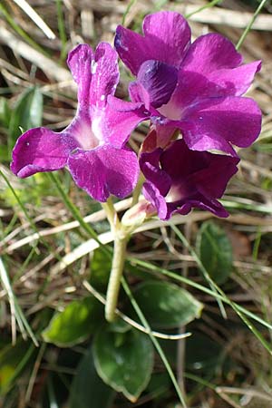 Primula glaucescens \ Meergrne Primel / Glaucescent-Leaved Primrose, I Alpi Bergamasche, Pizzo Arera 9.6.2017