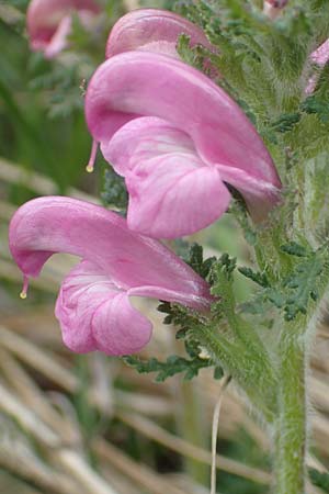 Pedicularis gyroflexa \ Gedrehtes Lusekraut, Gedrehtbltiges Lusekraut / Tufted Lousewort, I Alpi Bergamasche, Monte Alben 11.6.2017