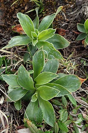 Primula glaucescens \ Meergrne Primel / Glaucescent-Leaved Primrose, I Alpi Bergamasche, Monte Alben 11.6.2017