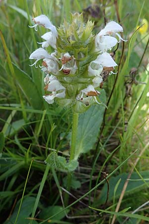 Prunella grandiflora \ Groe Braunelle / Large Selfheal, I Südtirol,  Plätzwiese 5.7.2022