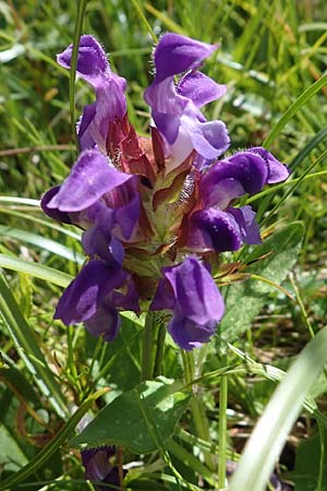 Prunella grandiflora \ Groe Braunelle / Large Selfheal, I Südtirol,  Plätzwiese 5.7.2022