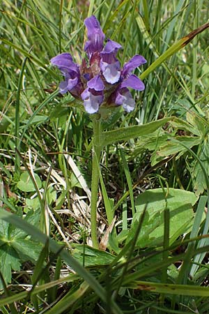 Prunella grandiflora \ Groe Braunelle, I Südtirol,  Plätzwiese 5.7.2022