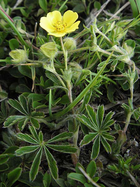 Potentilla heptaphylla \ Siebenblttriges Fingerkraut / Seven-Leaved Cinquefoil, I Norcia 7.6.2007
