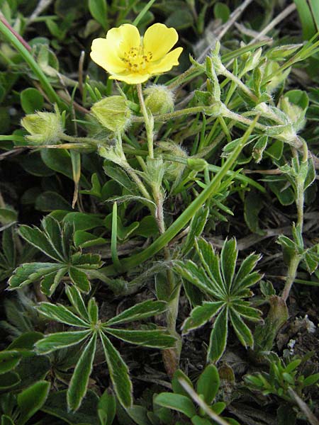 Potentilla heptaphylla ? \ Siebenblttriges Fingerkraut / Seven-Leaved Cinquefoil, I Norcia 7.6.2007