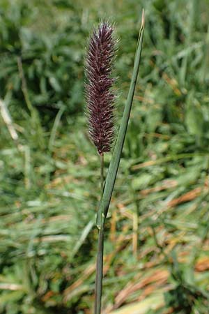 Phleum rhaeticum \ Rtisches Alpen-Lieschgras, I Alpi Bergamasche, Pizzo Arera 7.6.2017