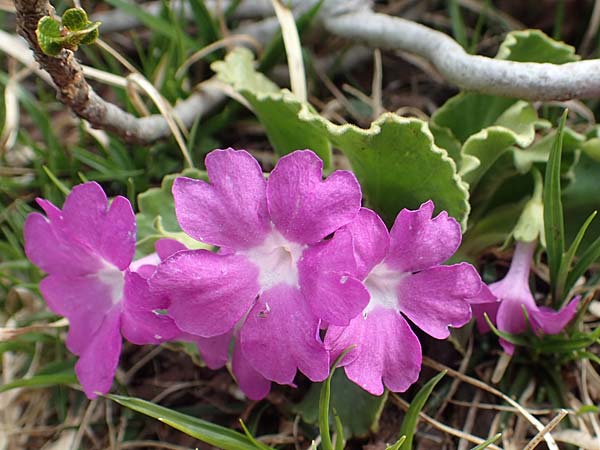 Primula hirsuta \ Rote Felsen-Primel / European Alpine Primrose, I Passo San Marco 10.6.2017