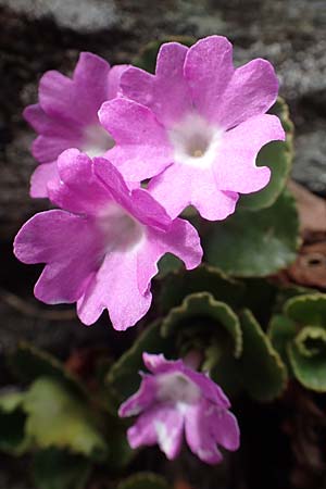 Primula hirsuta \ Rote Felsen-Primel / European Alpine Primrose, I Passo San Marco 10.6.2017