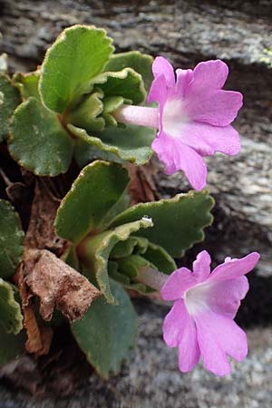 Primula hirsuta \ Rote Felsen-Primel, I Passo San Marco 10.6.2017