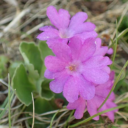 Primula hirsuta \ Rote Felsen-Primel / European Alpine Primrose, I Passo San Marco 10.6.2017