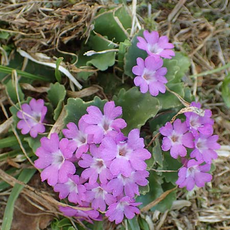 Primula hirsuta \ Rote Felsen-Primel / European Alpine Primrose, I Passo San Marco 10.6.2017