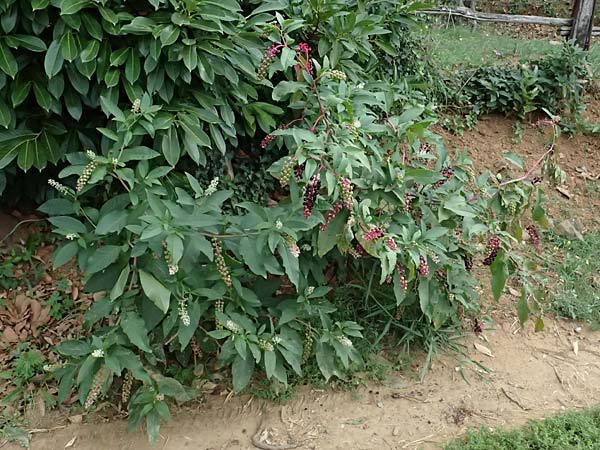 Phytolacca americana \ Amerikanische Kermesbeere / Pokeberry, I Liguria, Levanto 4.10.2023