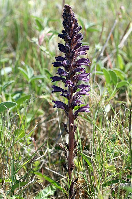 Phelipanche lavandulacea \ Lavendel-Sommerwurz, I Capo di Otranto 28.4.2011 (Photo: Uwe & Katja Grabner)