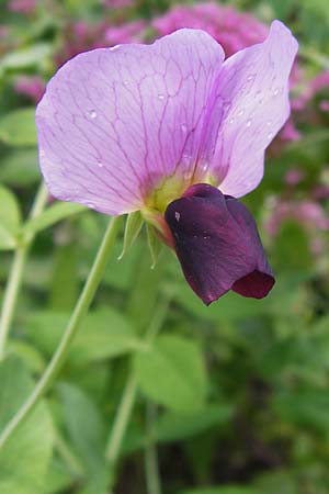 Lathyrus oleraceus subsp. biflorus \ Wilde Erbse, Feld-Erbse, I Liguria, Dolcedo 30.5.2013