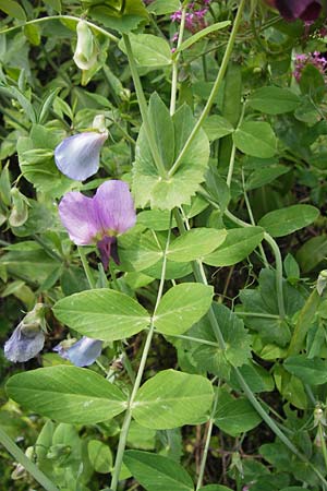 Lathyrus oleraceus subsp. biflorus \ Wilde Erbse, Feld-Erbse / Field Pea, I Liguria, Dolcedo 30.5.2013