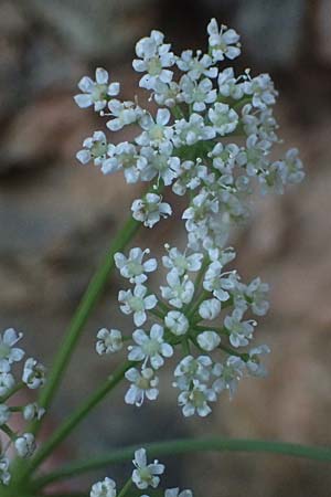 Peucedanum cervaria \ Hirschwurz-Haarstrang, I Liguria, Moneglia 26.9.2023